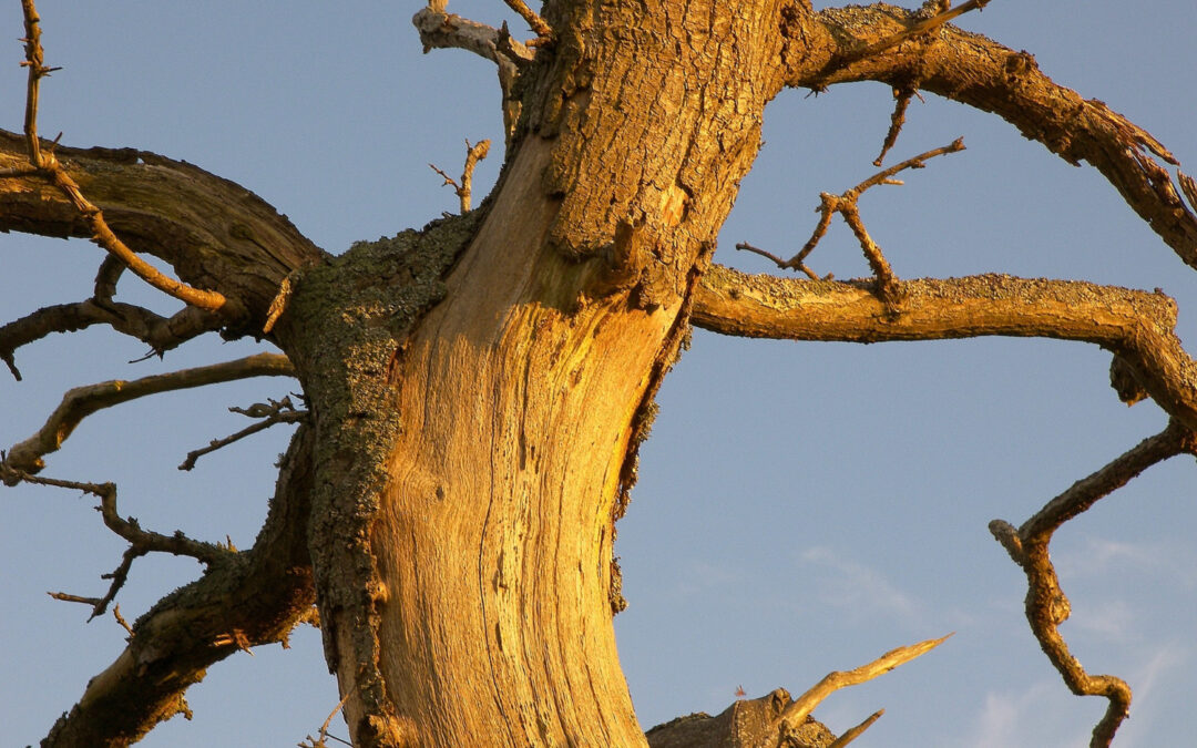 Removing Dead Branches From Your Trees In Kyle