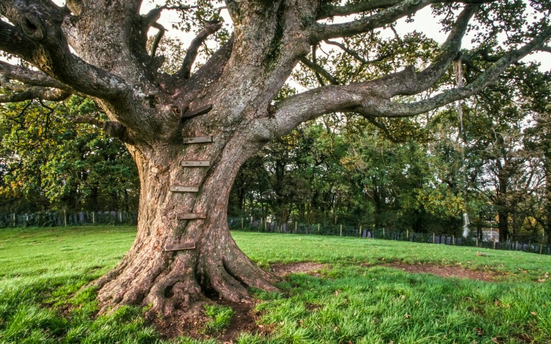 What To Do About Split Tree Trunks